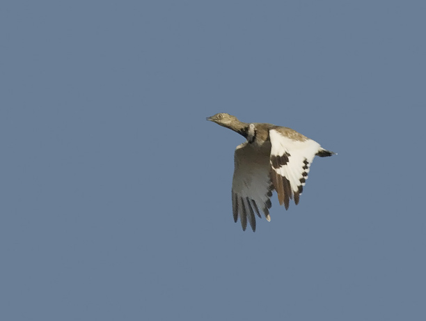 Pikkutrappi, Little Bustard, Tetrax tetrax